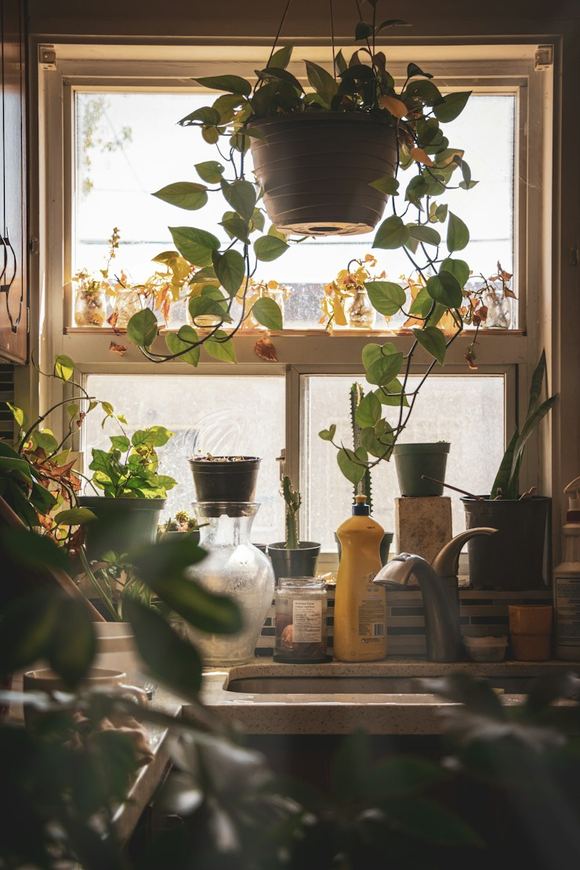 Kitchen window with hanging plants in soft morning light